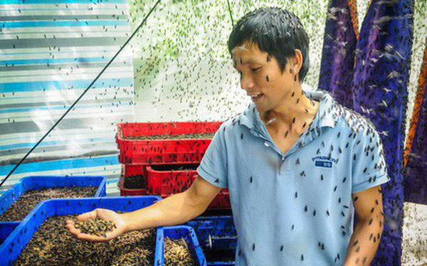 Chàng kỹ sư Sài Gòn bỏ việc về quê nuôi ruồi, doanh thu 80 triệu đồng/tháng: Từng bị gia đình phản đối, bạn bè cười nhạo